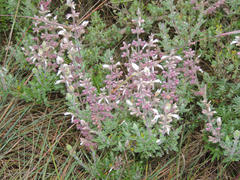 Syncolostemon albiflorus