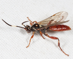 Cratichneumon subfilatus