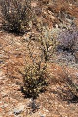 Tetraena prismatocarpa