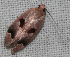 Acanthodela erythrosema