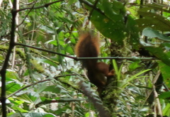 Sciurus granatensis
