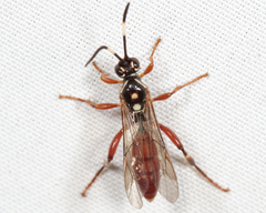 Cratichneumon subfilatus