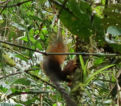 Sciurus granatensis