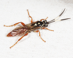 Cratichneumon w-album