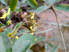 Sphedamnocarpus pruriens pruriens