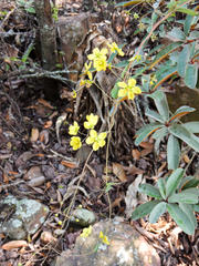Sphedamnocarpus pruriens pruriens