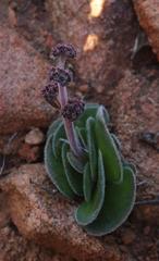 Crassula tomentosa