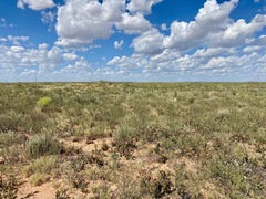 Megatibicen harenosus