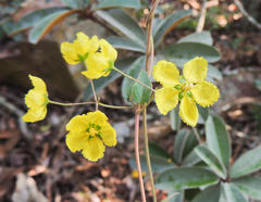 Sphedamnocarpus pruriens pruriens