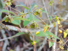 Sphedamnocarpus pruriens pruriens