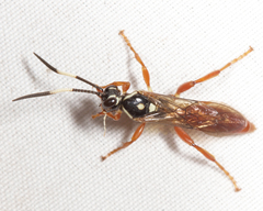 Cratichneumon w-album