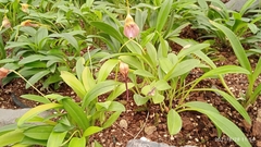 Masdevallia monicana