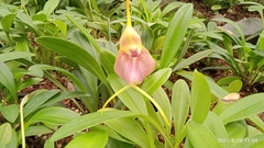 Masdevallia monicana