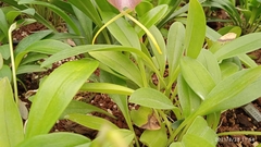 Masdevallia monicana