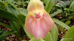 Masdevallia monicana