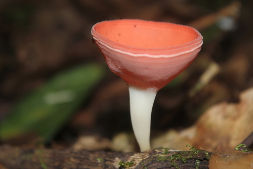 Cookeina speciosa
