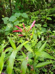Dianthera secunda