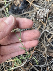 Polygonum sawatchense