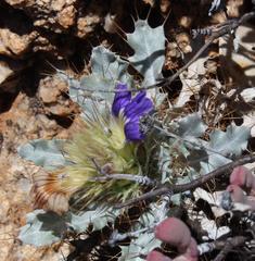 Acanthopsis ludoviciana