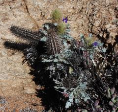 Acanthopsis ludoviciana