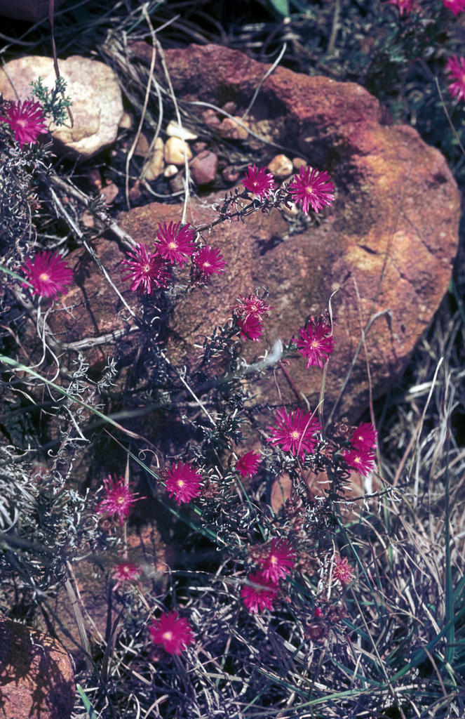 Erepsia dubia