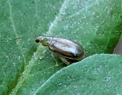 Systena marginalis