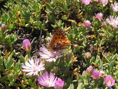 Lampranthus debilis