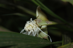 Dicranopygium parvulum