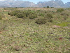 Lampranthus debilis