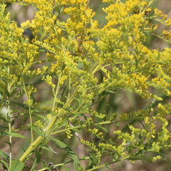 Solidago canadensis