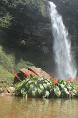 Pitcairnia macarenensis