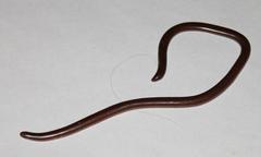 Rhinotyphlops lalandei