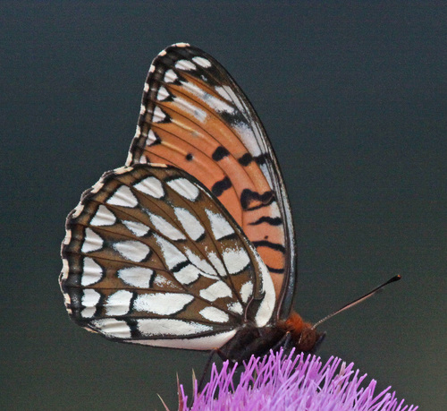 Regal Fritillary
