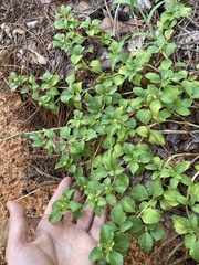 Acanthospermum australe