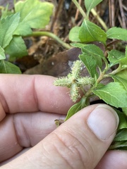 Acanthospermum australe