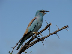 Coracias garrulus garrulus