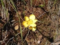 Sisyrinchium graminifolium