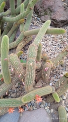 Cleistocactus winteri