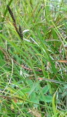 Carex ramenskii