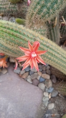 Cleistocactus winteri