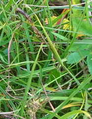 Carex ramenskii