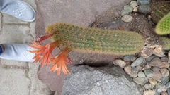 Cleistocactus winteri