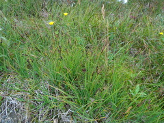 Carex ramenskii