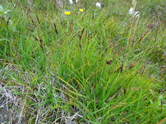 Carex ramenskii