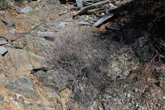 Dyerophytum africanum
