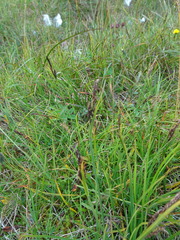 Carex ramenskii