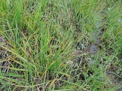 Carex ramenskii