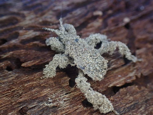 Kissing Bug (Triatoma) (Reduvius personatus)