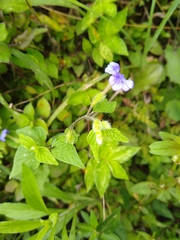 Browallia americana