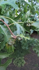 Macrodiplosis niveipila